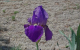 Mosaic Iris 2 (1680x1050)