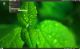 GreenTea Theme for GNOME 2.x & Metacity