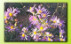 Purple Aster (1680x1050)