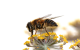                           0961 bee linux