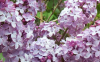 Purple Lilacs (1920x1200)