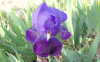 Old Fasion Purple Iris (1920x1200)