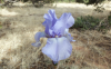 Lite Blue Iris (1920x1200)