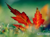 Maple Leaf (with OLD Xubuntu-Logo)