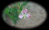 Pink Wildflower 1 RF (1920x1200)