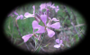 Purple Wild Flower RF (1920x1200)