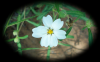 White Wild Flower RF (1920x1200)