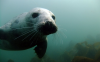 Farnes Seal
