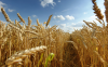 Grain field under the blue sky