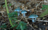 Blue mushrooms 1920x1200