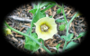 Yellow Wild Flower 1 RF (1920x1200)