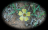 Wild Yellow Flower 2 RF (1920x1200)