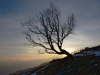 Tree and sunset in the mountains