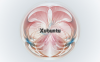 Cirical Xubuntu (1680x1050)