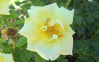Yellow Rose 1 (1920x1200)