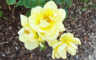 Yellow Rose 2 (1920x1200)