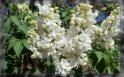 White Lilacs 2 Framed (1920x1200)