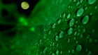 Evergreen Droplets
