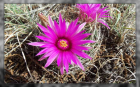 F H Cactus Blossom Framed (1920x1200)
