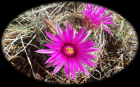 F H Cactus Blossom RF (1920x1200)