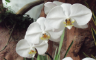 White Moth Orchid 1 (1920x1200)