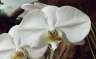 White Moth Orchid 2 (1920x1200)