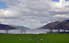 Sheeps, mountains & lakes - Scotland