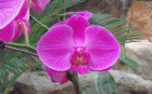 Red Moth Orchid 1 (1920x1200)