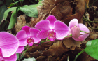 Red Moth Orchid 2 (1920x1200)