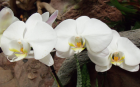 Moth orchid 6 (1920x1200)