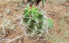 Star Barrel Cactus (1920x1200)