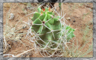 Star Barrel Cactus (1920x1200) Framed