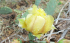 Yellow Cactus Blossom (1920x1200)