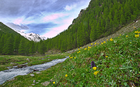 green larches and flowers - spring Ulten