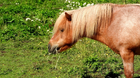 Pony Horse - 1920x1080