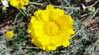Yellows Blossom (1920x1080)