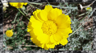 Yellows Blossom (1920x1080) Framed