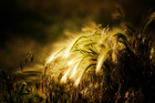 Plant Wheat Rye (2048x1365)