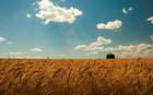 Summer Wheat Field (1920x1200)