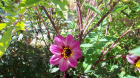 Pinkness Blossom (1920x1080)