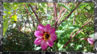 Pinkness Blossom FR (1920x1080)