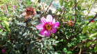 Pinkness Blossom 2 (1920x1080) 