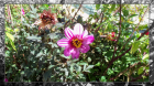 Pinkness Blossom 2 FR (1920x1080) 