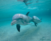 Zenwalk-dolphins