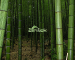 Zenwalk Bamboo