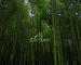 Zenwalk Bamboo 2