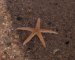 Starfish in Egypt