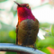 UserImage - Hummingbird by Maren Lockhart