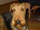 Atut_airedale-terrier